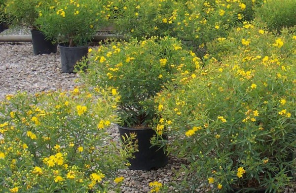 Naujasis Jonažolių skveras pražys spalvingais augalais, bus sukurtos erdvės ir poilsiui