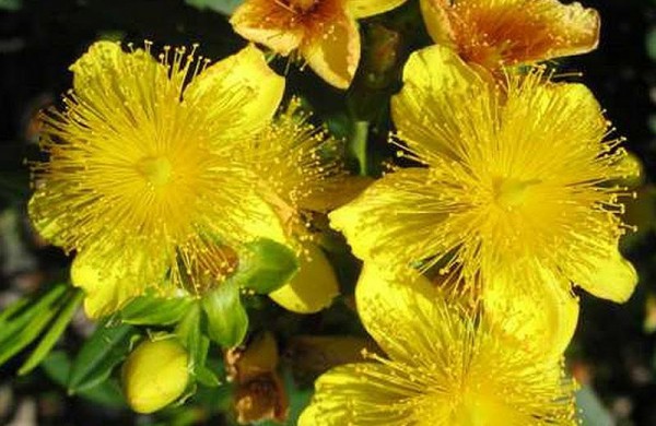 Naujasis Jonažolių skveras pražys spalvingais augalais, bus sukurtos erdvės ir poilsiui