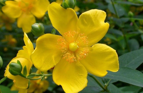 Naujasis Jonažolių skveras pražys spalvingais augalais, bus sukurtos erdvės ir poilsiui