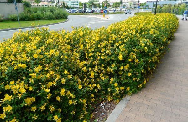 Naujasis Jonažolių skveras pražys spalvingais augalais, bus sukurtos erdvės ir poilsiui