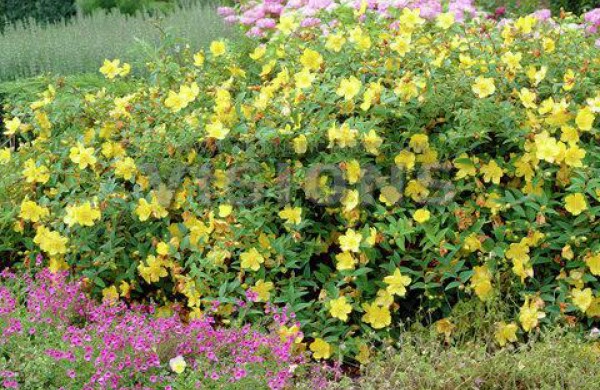 Naujasis Jonažolių skveras pražys spalvingais augalais, bus sukurtos erdvės ir poilsiui