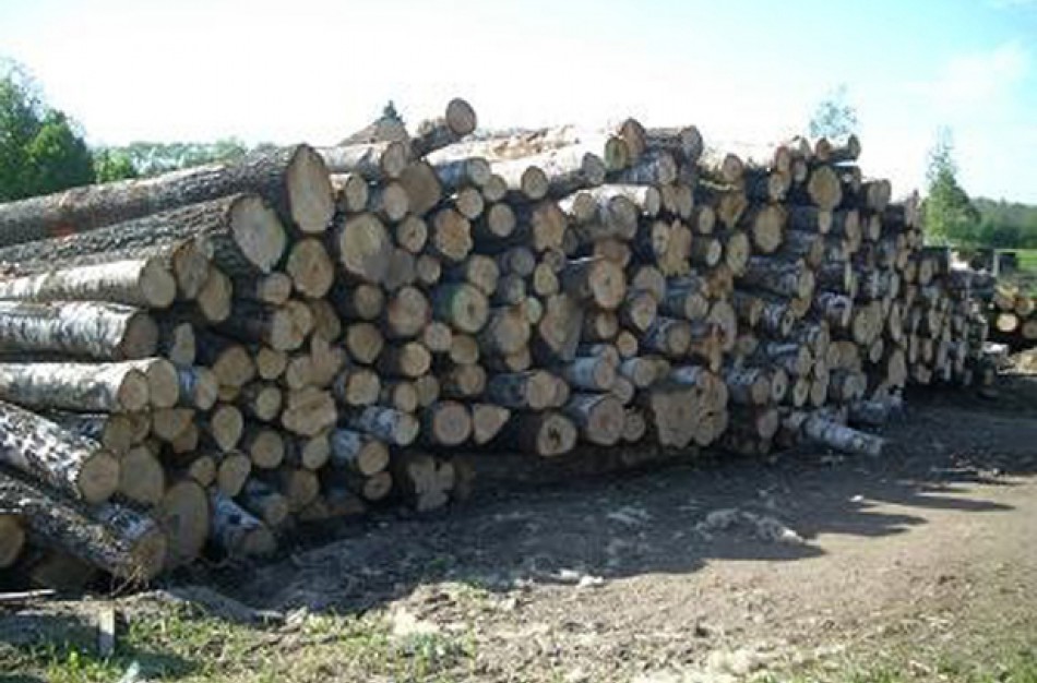 Pavogė popieriui skirtą medį