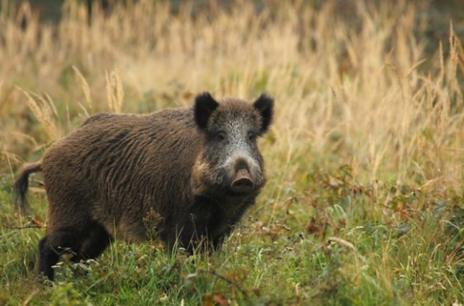 Neries upėje nuskendo šernas