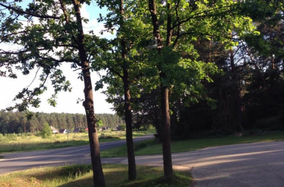 Pavogė medyje pakabintą vaizdo kamerą