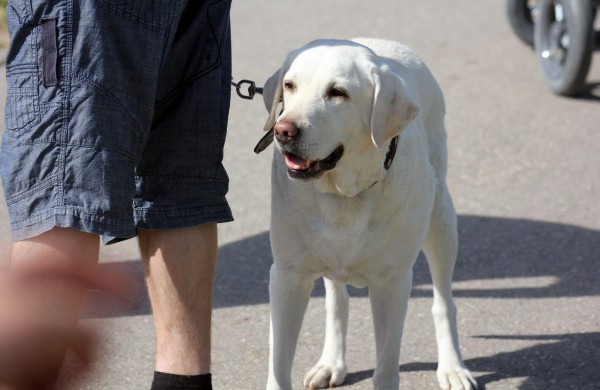 Joninių slėnyje jonaviečiai pasitiko vasarą