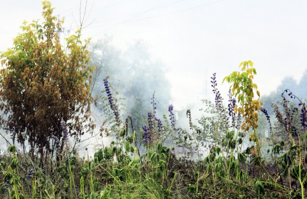 Degančią žolę gesino sustiprintos gelbėtojų pajėgos