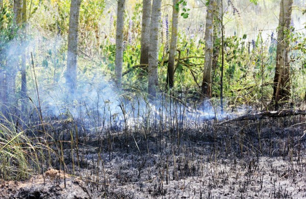 Degančią žolę gesino sustiprintos gelbėtojų pajėgos