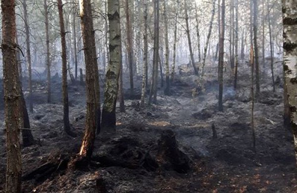 Gaižiūnų miške, prie poilsiavietės – didelis gaisras