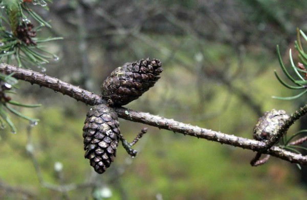 Apleistoje raketų bazėje žygeiviai ieškojo istorijos pėdsakų 