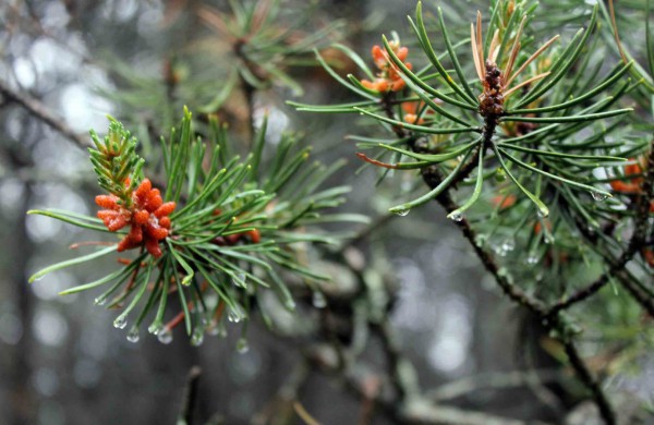 Apleistoje raketų bazėje žygeiviai ieškojo istorijos pėdsakų 