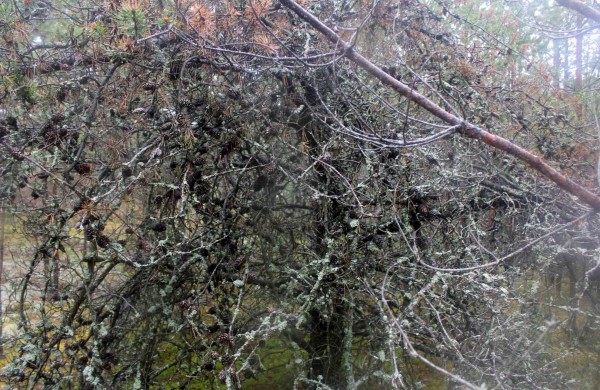 Apleistoje raketų bazėje žygeiviai ieškojo istorijos pėdsakų 