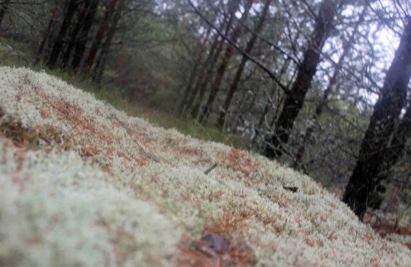 Apleistoje raketų bazėje žygeiviai ieškojo istorijos pėdsakų 