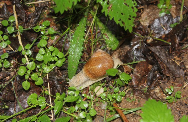 Apleistoje raketų bazėje žygeiviai ieškojo istorijos pėdsakų 