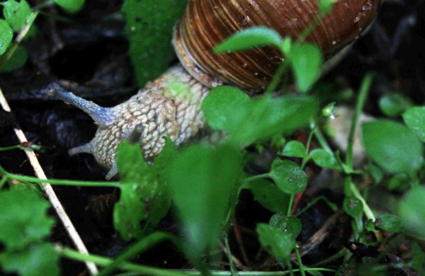 Apleistoje raketų bazėje žygeiviai ieškojo istorijos pėdsakų 