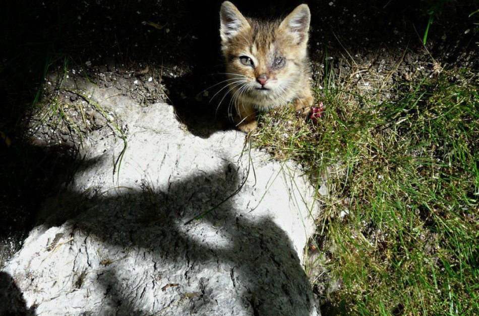 Rukloje vaikai akmenimis užmėtė penkis mažus kačiukus