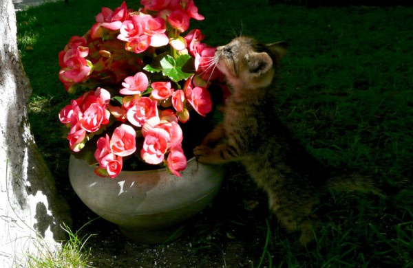 Rukloje vaikai akmenimis užmėtė penkis mažus kačiukus