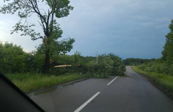 Vėtros padariniai Jonavoje – nuversti keli medžiai, žmonės nenukentėjo