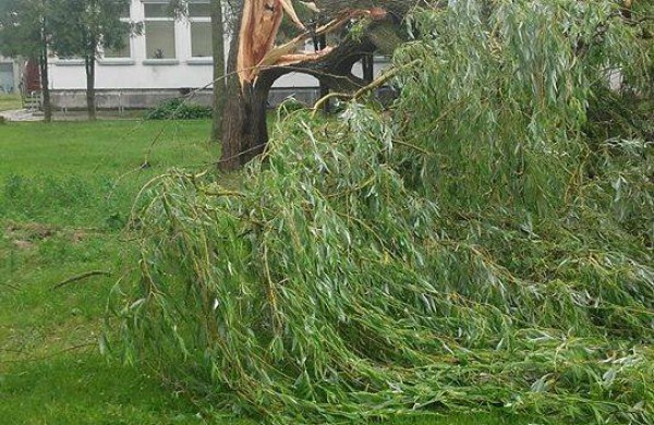 Vėtros padariniai Jonavoje – nuversti keli medžiai, žmonės nenukentėjo