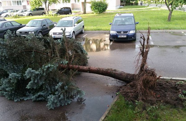 Vėtros padariniai Jonavoje – nuversti keli medžiai, žmonės nenukentėjo