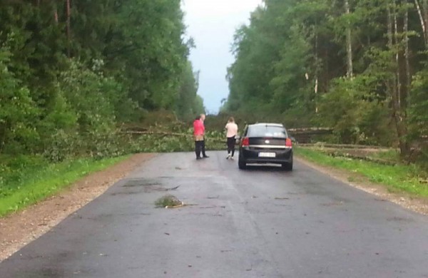 Vėtros padariniai Jonavoje – nuversti keli medžiai, žmonės nenukentėjo