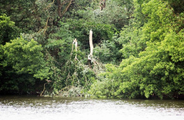 Tarnybos šalina vėtros padarinius, dalis gyventojų liko be elektros ir vandens