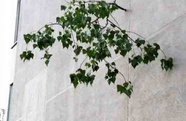 Tarnybos šalina vėtros padarinius, dalis gyventojų liko be elektros ir vandens