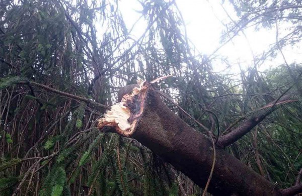 Tarnybos šalina vėtros padarinius, dalis gyventojų liko be elektros ir vandens