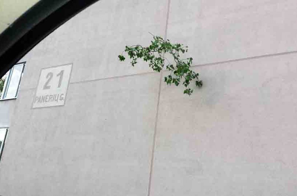 Populiariausia škvalo padarinių nuotrauka – į namą įsmigusi medžio šaka