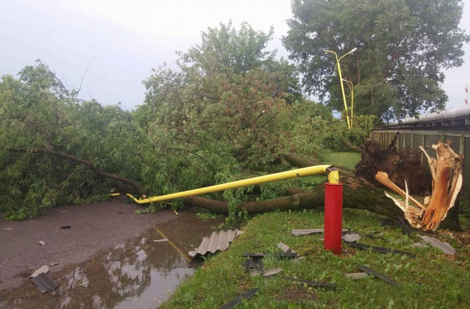 Bendrovėje „Achema“ vėtra išvartė apie 40 medžių