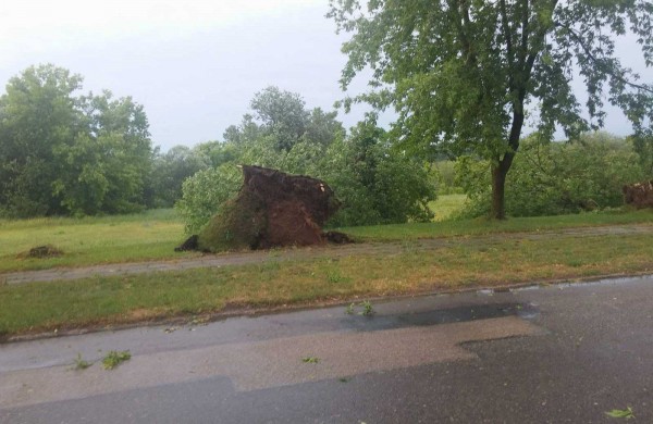 Bendrovėje „Achema“ vėtra išvartė apie 40 medžių