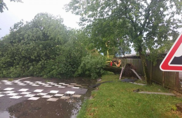 Bendrovėje „Achema“ vėtra išvartė apie 40 medžių