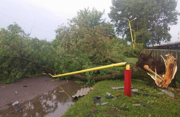 Bendrovėje „Achema“ vėtra išvartė apie 40 medžių