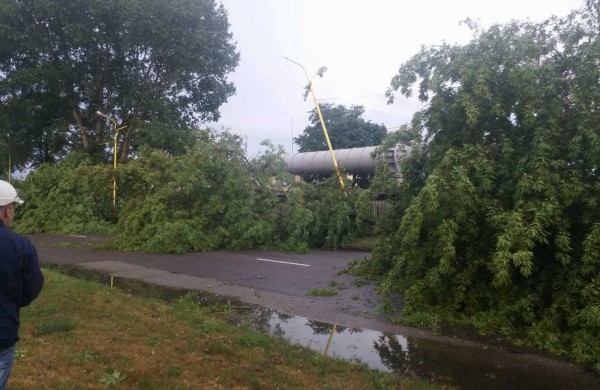 Bendrovėje „Achema“ vėtra išvartė apie 40 medžių