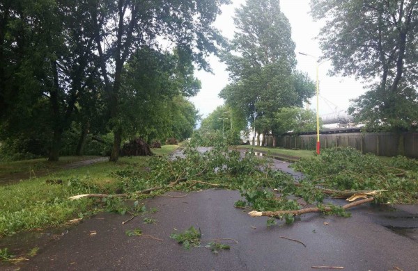 Bendrovėje „Achema“ vėtra išvartė apie 40 medžių