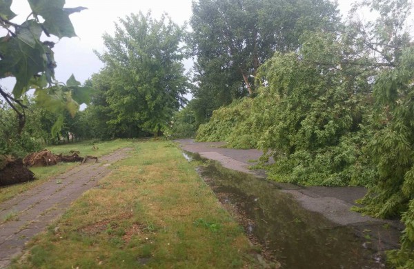 Bendrovėje „Achema“ vėtra išvartė apie 40 medžių