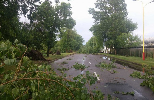 Bendrovėje „Achema“ vėtra išvartė apie 40 medžių
