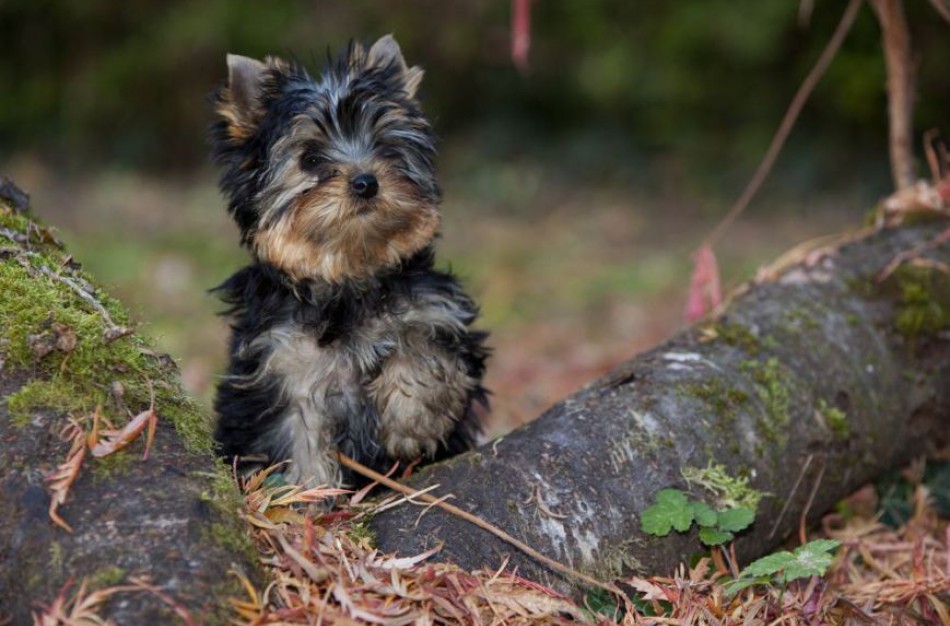 Jonavietės šunį užpuolė be priežiūros lakstantis kitas šuo