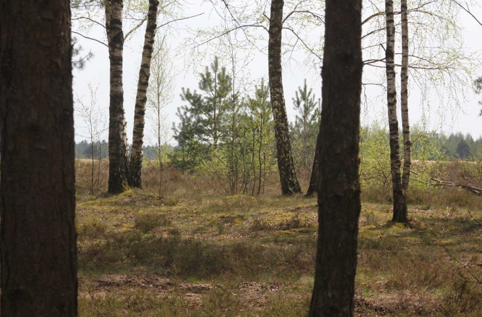 Jonavos rajone rastas miške pasiklydęs paauglys