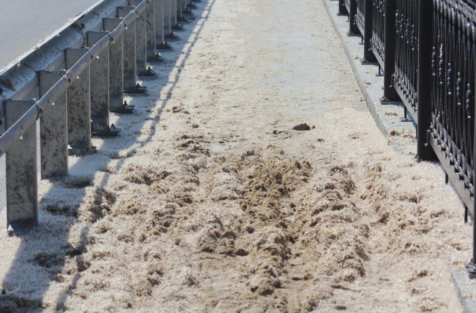 Naktinis pranešimas gelbėtojams: ant tilto daug vabzdžių