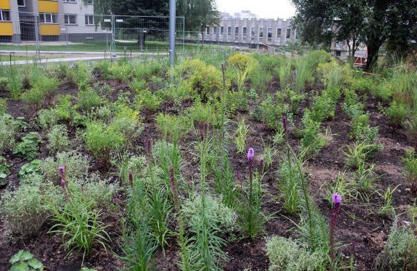 Jonažolių skvero atidarymas – per miesto šventę