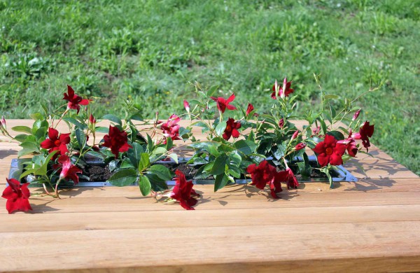 Mieste įrengtos dar dvi kepsninės su stalais