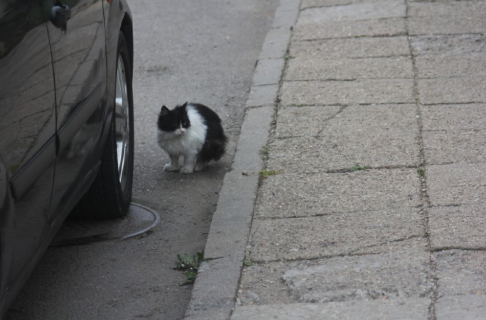 Į automobilio variklio skyrių įlindęs katinas neišgyveno