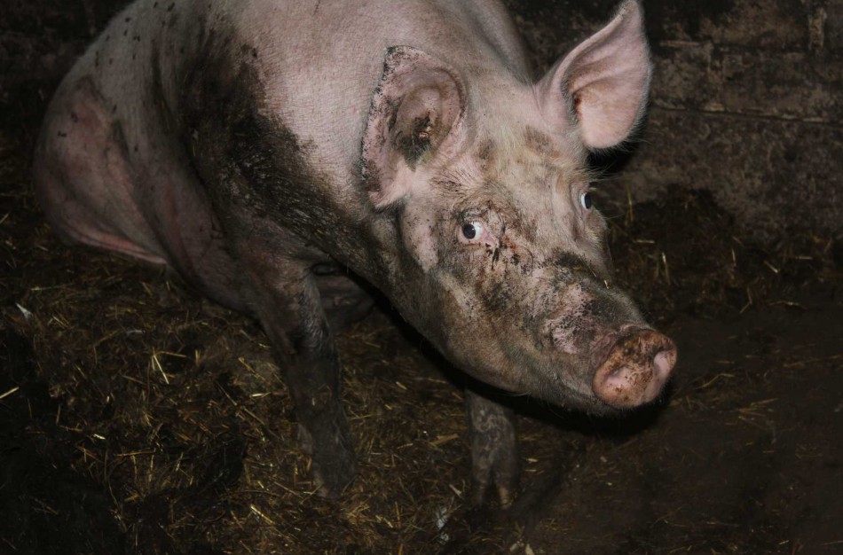 Jonavos rajone dėl afrikinio kiaulių maro paskelbta ekstremalioji situacija, priverstinai bus skerdžiamos smulkiuose ūkiuose auginamos kiaulės 