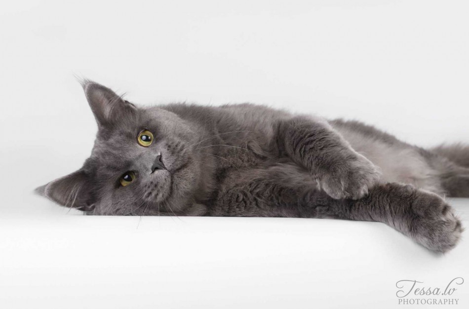 Jonavietės auginamas katinas tapo Europos čempionu