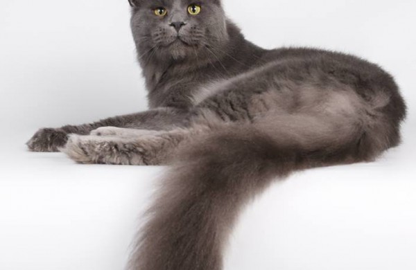 Jonavietės auginamas katinas tapo Europos čempionu