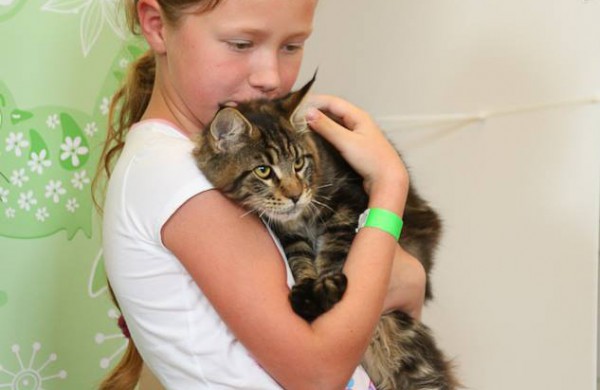 Jonavietės auginamas katinas tapo Europos čempionu