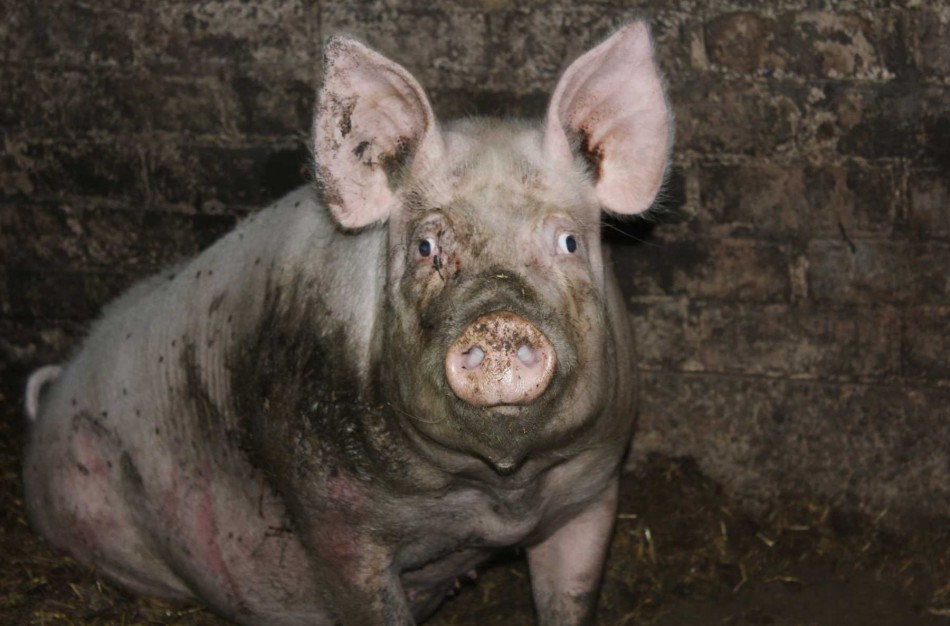 Dėl afrikinio kiaulių maro Jonavos rajone metus laiko draudžiama laikyti kiaules