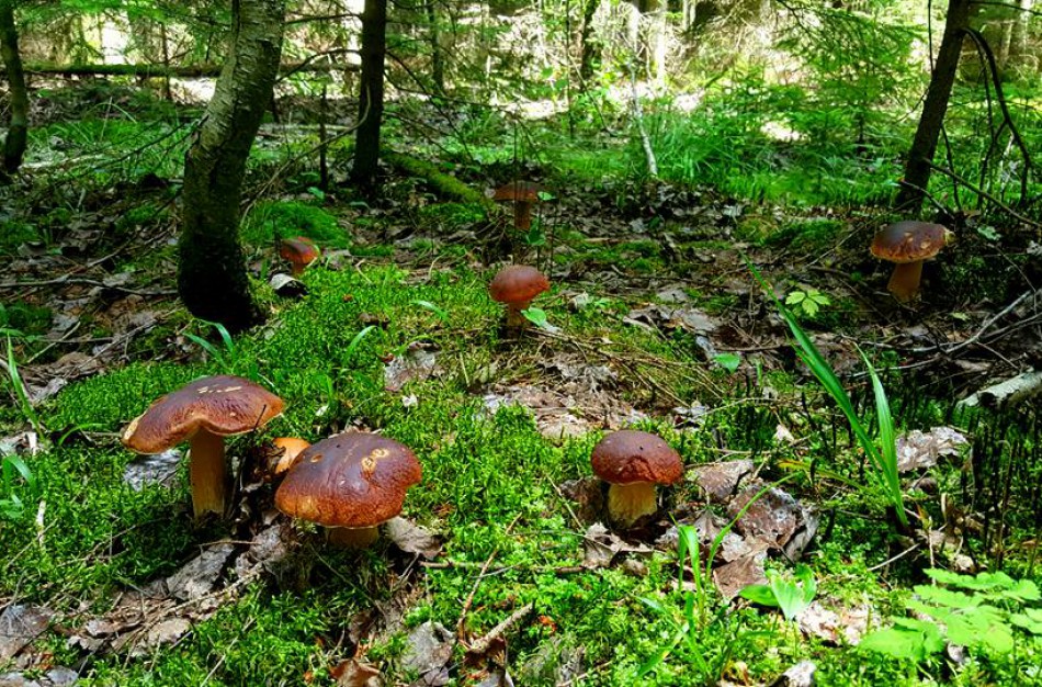 Renkama gražiausia ir įspūdingiausia grybo nuotrauka