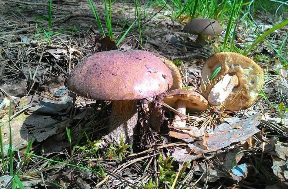 Policijos pareigūnai pataria: eidami grybauti turėkite ir švilpuką