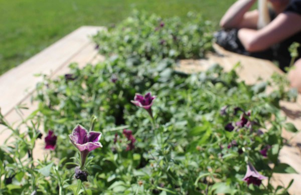 Akibrokštas: poilsiavietėje prie lauko kepsninių pavogė gėles